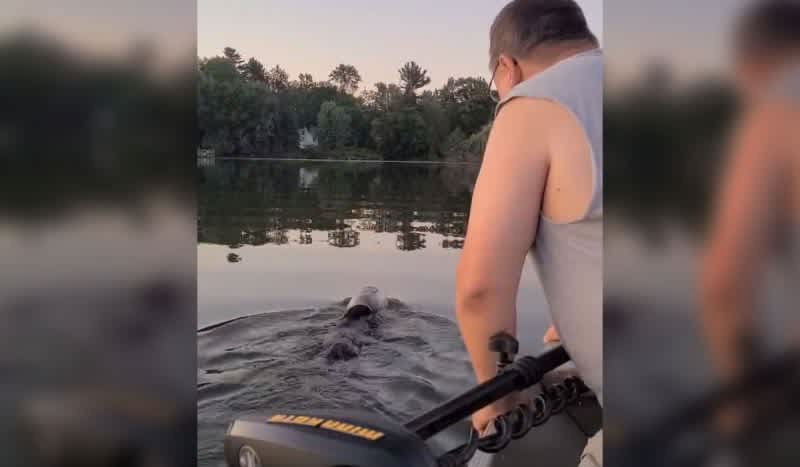 Boaters Save Bear Swimming in Lake with Plastic Jar on its Head