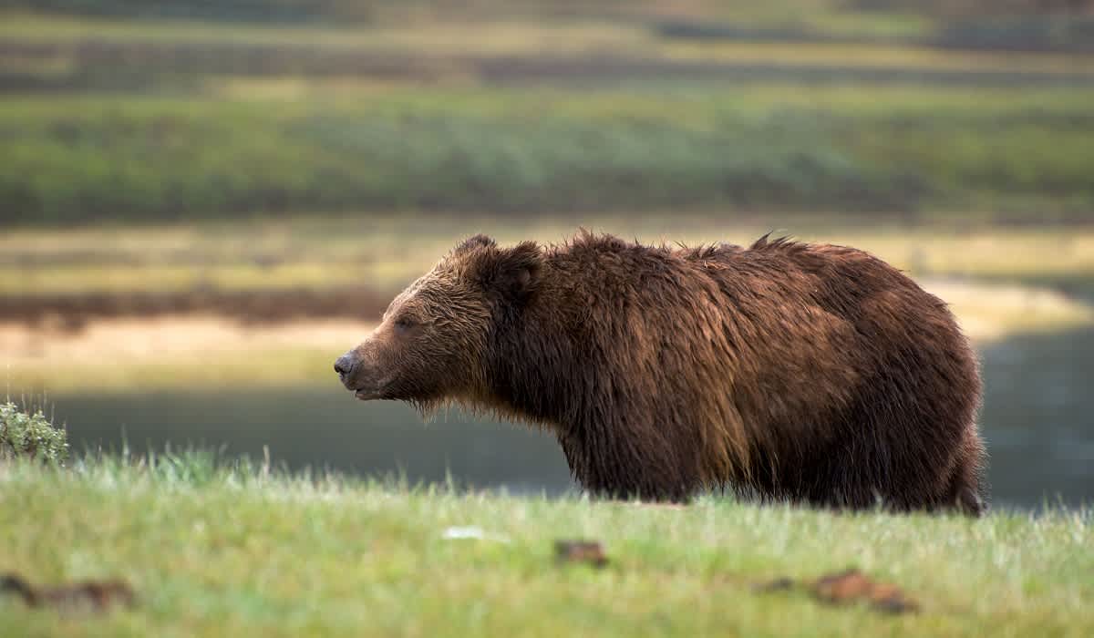 Federal Court Upholds Grizzly Protections