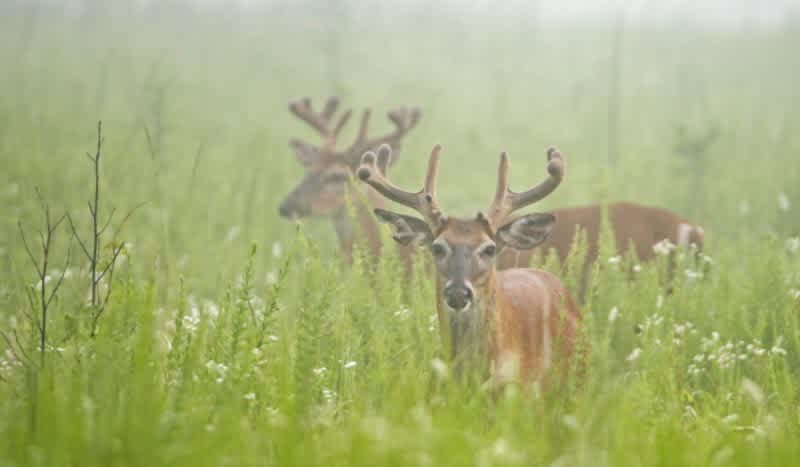 Fuzz Buzz 2020 – Enter Your Best Velvet Buck Photos to Win from 11 Prize Packages