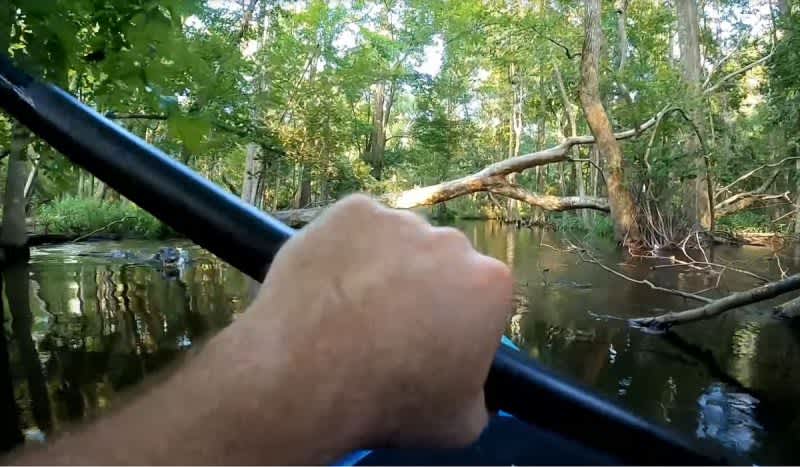 Gator Charges N.C. Kayaker in Heart Stopping Video