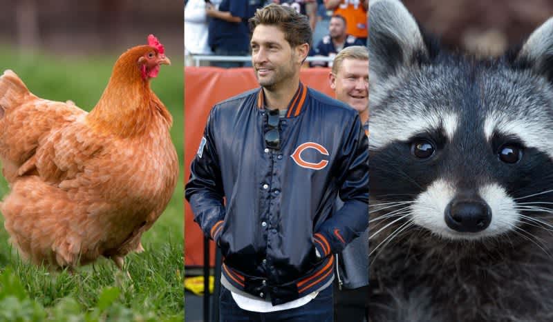 At Last, After Week-Long Hunt, Jay Cutler Finally Found His Chickens’ Attacker