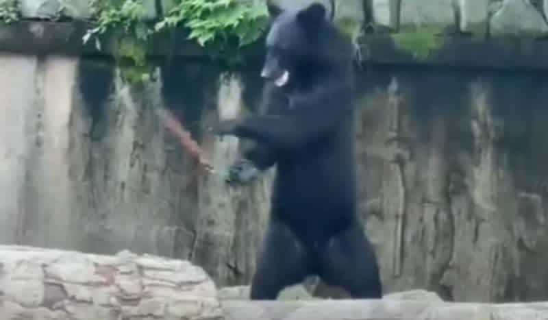 Nunchuck Bear Shows Off Its Martial Arts Skills