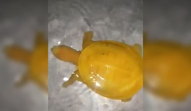 Watch: Rare Turtle With Yellow Shell and Body ‘Never Seen Before’