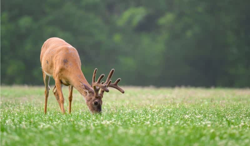 Summer Whitetail Scouting & Trail Cam Strategies