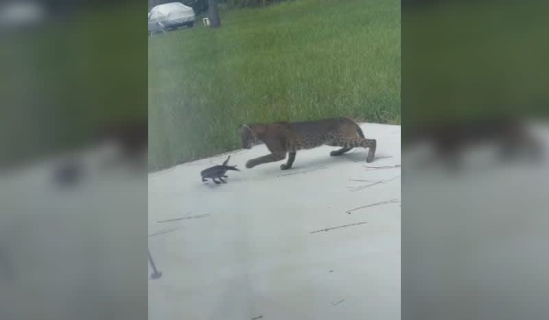 Baby Gator Battles Bobcat in Stunned Florida Man’s Backyard