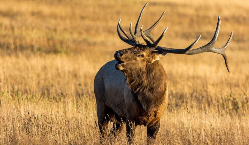 Oregon Bowhunter Gored, Killed by Charging Elk He Shot the Previous Day
