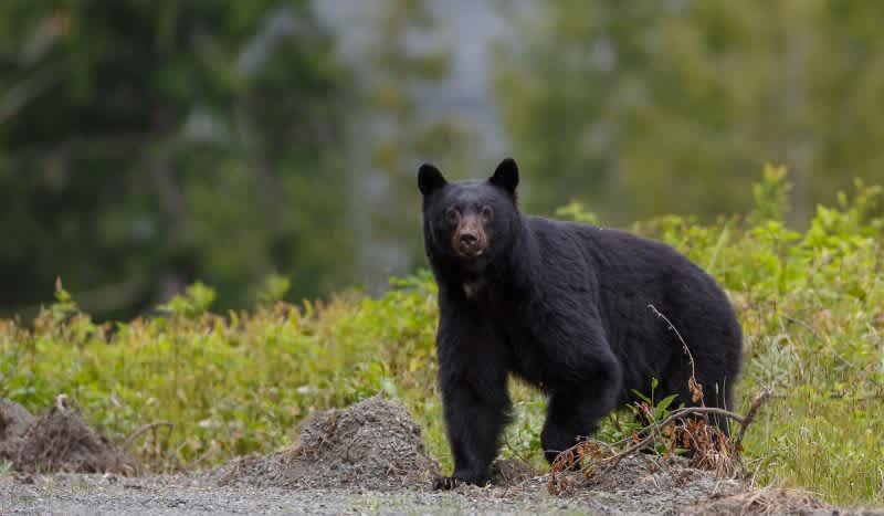Woman Killed in Bear Attack While Speaking on the Phone With Her Father