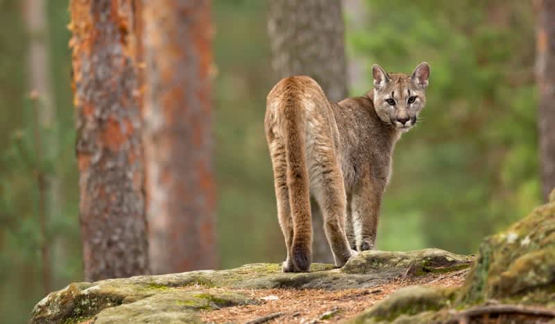 DNR Confirms 6 Cougar Sightings in Michigan So Far in 2020