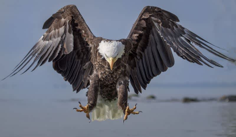 Eagle vs. EGLE: Bald Eagle Annihilates State’s $950 Drone, Sends it Crashing to Bottom of Lake