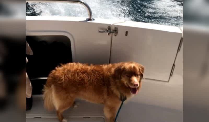 Lost Dog Rescued Nearly 4 Miles Offshore in Lake Michigan