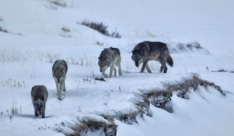 New Survey Offers Details About Michigan’s 700 Wolves