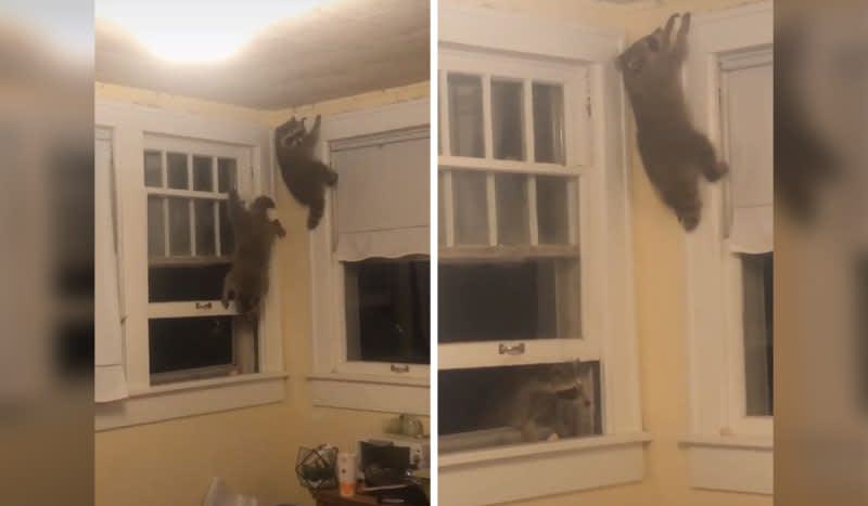 Raccoons Take Over Bedroom in Wild Video