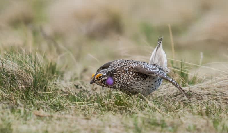State Officials Put the Kibosh on Wisconsin’s Sharp-Tailed Grouse Hunting Season for Fall 2020
