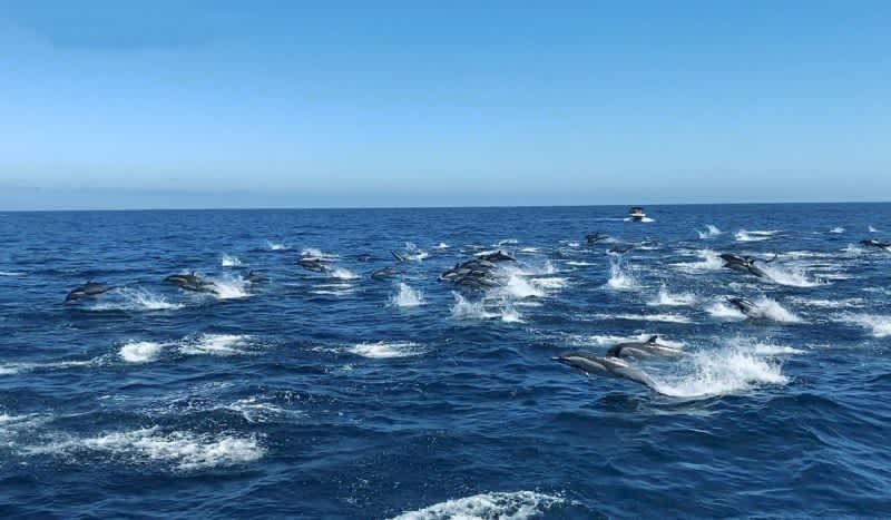 Stunning Dolphin Stampede Dazzles Southern California Whale Watchers