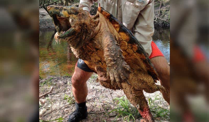Researchers in Florida Catch 100-Pound Suwannee Alligator Snapping Turtle