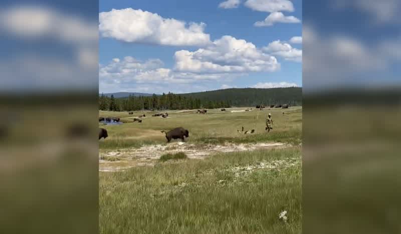 Scary Video Shows Yellowstone Visitor Trip While Fleeing Charging Bison