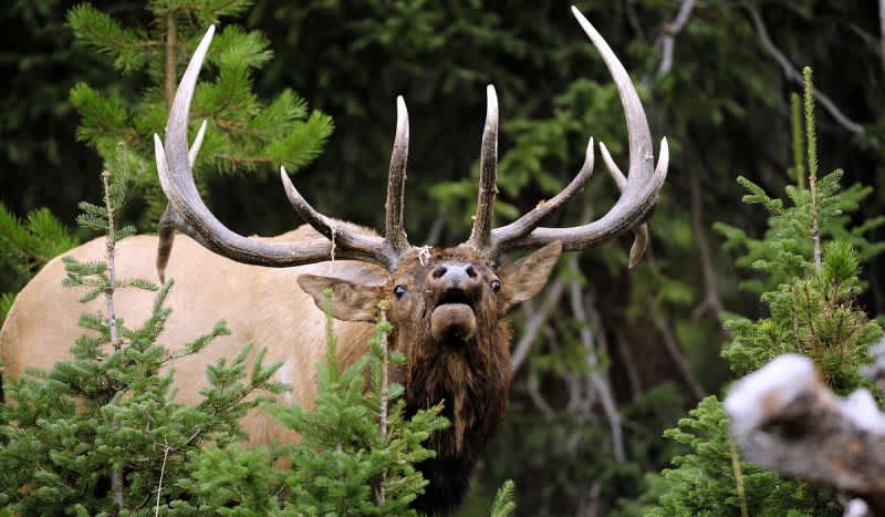 6 Scent Elimination Products Every Hunter Must Have
