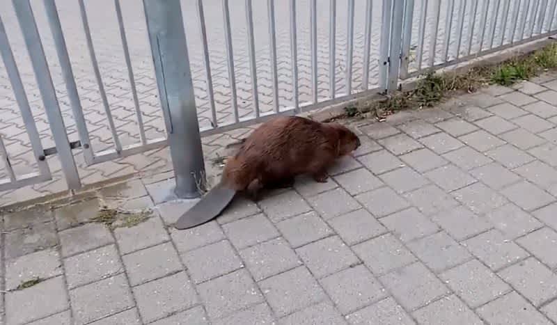 Beaver in Germany Doesn’t Give a ‘Dam’ About Receiving Police Escort Out of the City