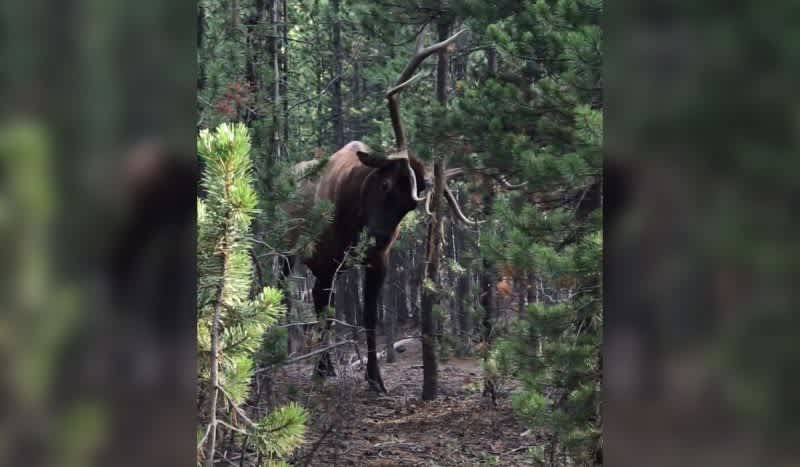 This Bull Elk Doesn’t Hold Back While Rubbing His Antlers Against a Tree