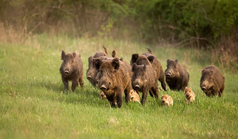 ‘Feral Swine Bomb’: Rising Populations of Wild Hogs Cause Concern in Experts