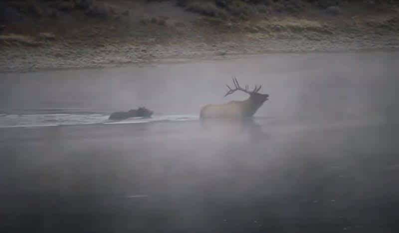 Video: Grizzly Bear Chases, Kills Bull Elk in Yellowstone River