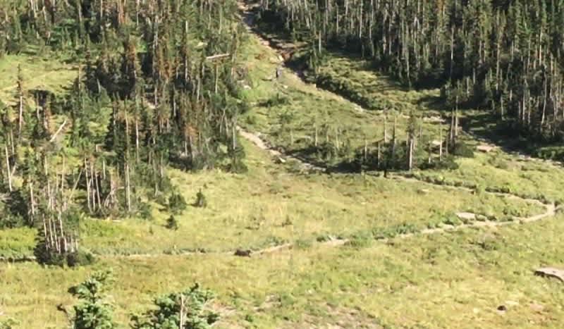 Tense Video Shows Couple Yelling to Alert Others as Grizzly Charges Unsuspecting Hikers
