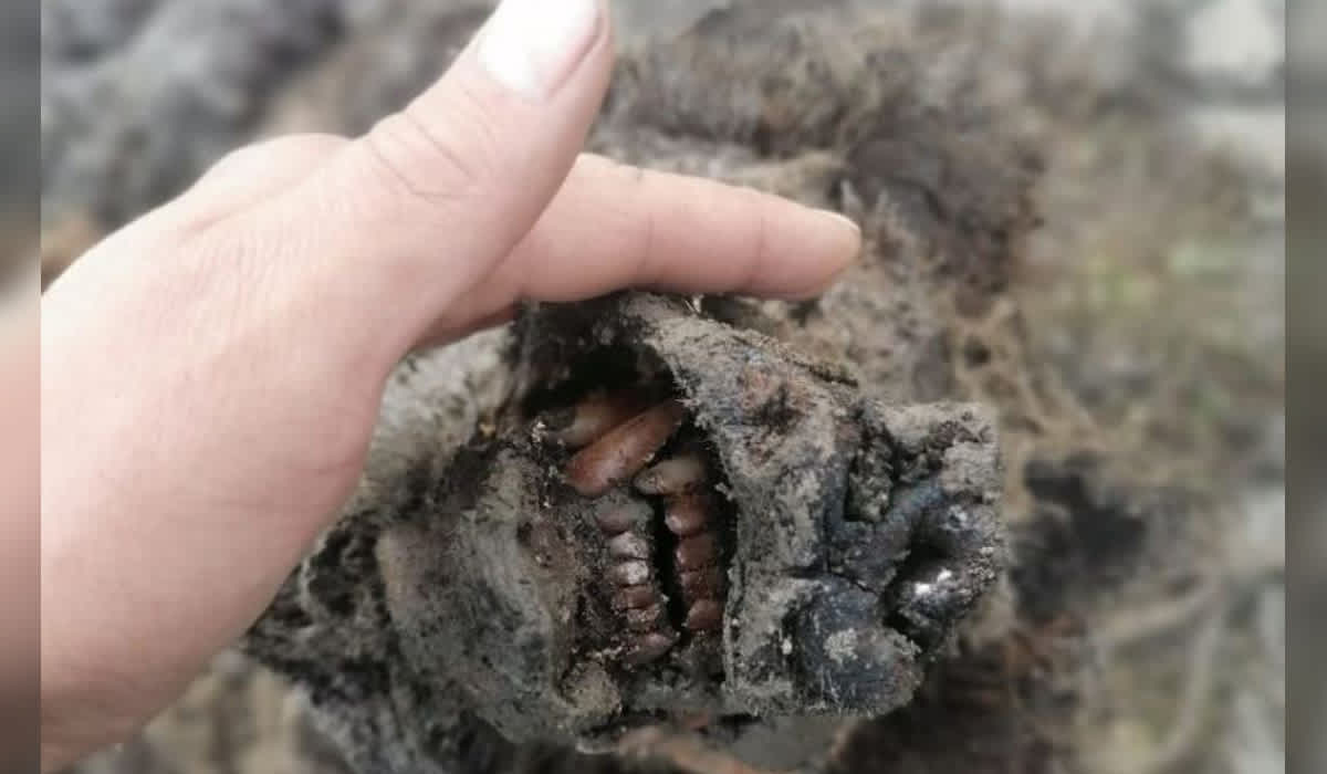 Remains of Ice Age Cave Bear Found ‘Perfectly Preserved’ in Russia