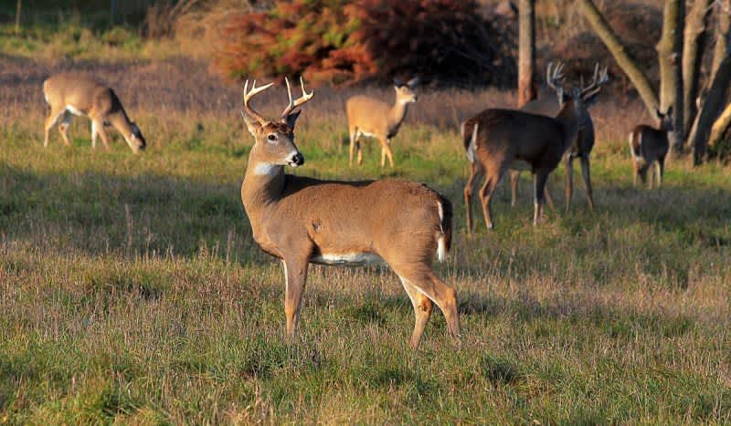 Michigan DNR Facing Challenges, ‘We Can’t Check as Many Deer for CWD this Season’