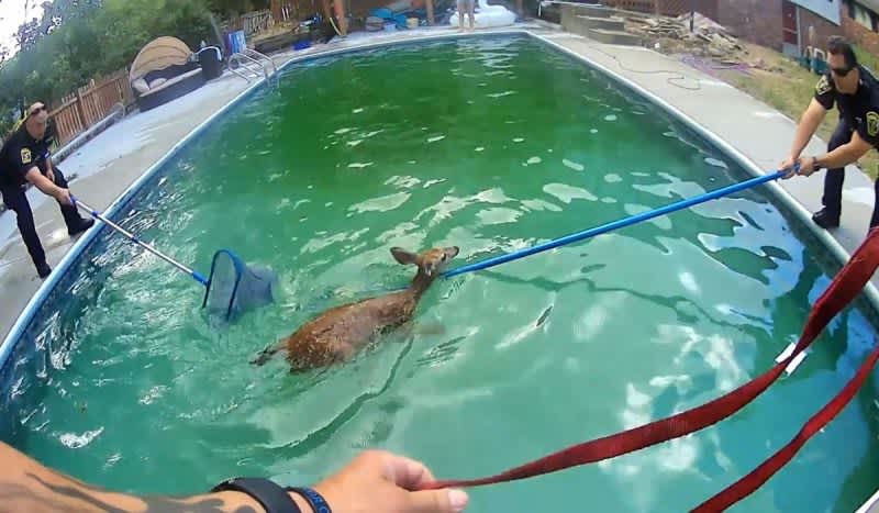Police Rescue Fawns from Backyard Swimming Pool