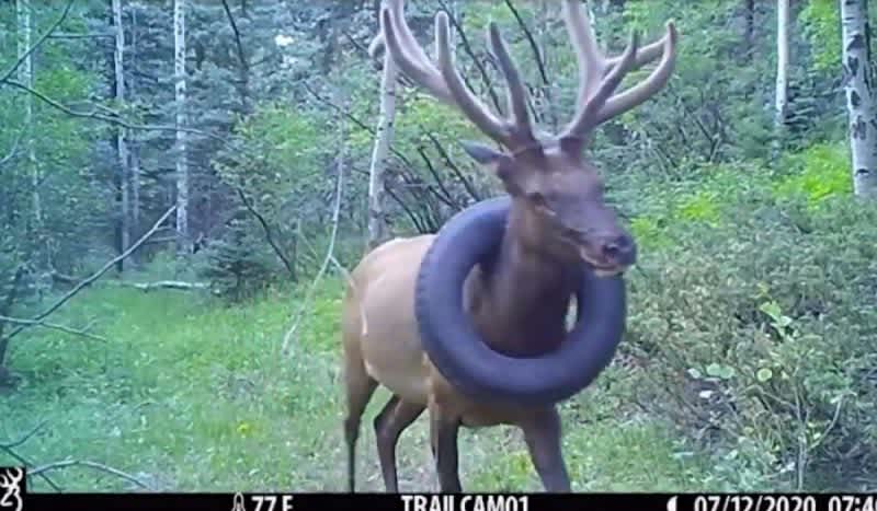 Wildlife Officials Are Searching for a Bull Elk That Has Had a Tire Stuck Around Its Neck for Over a Year