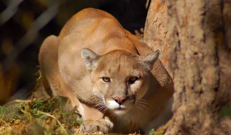 Colorado Park Closed After Reports of Aggressive Mountain Lion Behavior