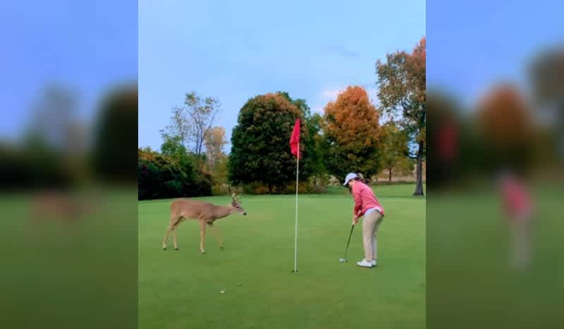 Curious Young Buck Headbutts Putter as Golfer Sinks Putt at Michigan Golf Course