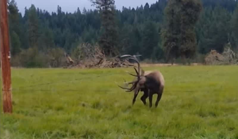 Oregon Officials Step In to Rescue Bull Elk Tangled in Power Cables