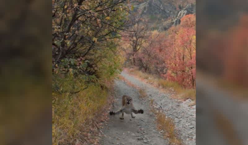Slate Canyon Mountain Lion Stalks, Lunges at Man During Run