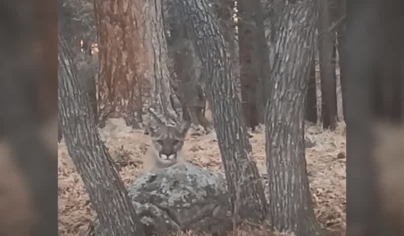 Watch the Moment This Elk Hunter Realizes He’s Being Stalked by a Stealthy Mountain Lion