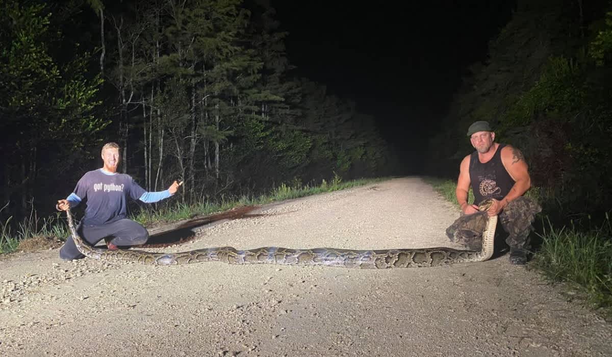 Two Florida Python Hunters Remove Record Breaking Invasive Python from the Everglades
