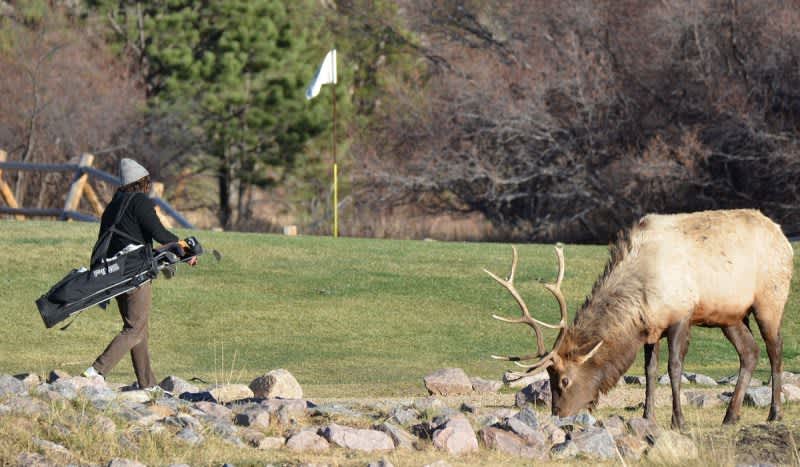 Golfer Gored by Elk on Colorado Golf Course, Suffers Lacerated Kidney
