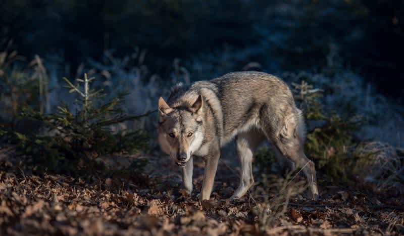 Gray Wolf Protections to be Lifted Across Most of U.S.