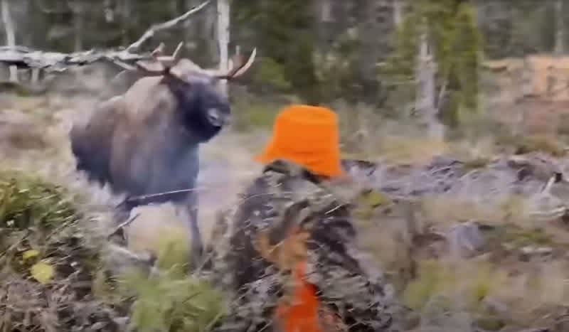 Hunter Drops Charging Moose at Point-Blank Range Moments Before Being Trampled