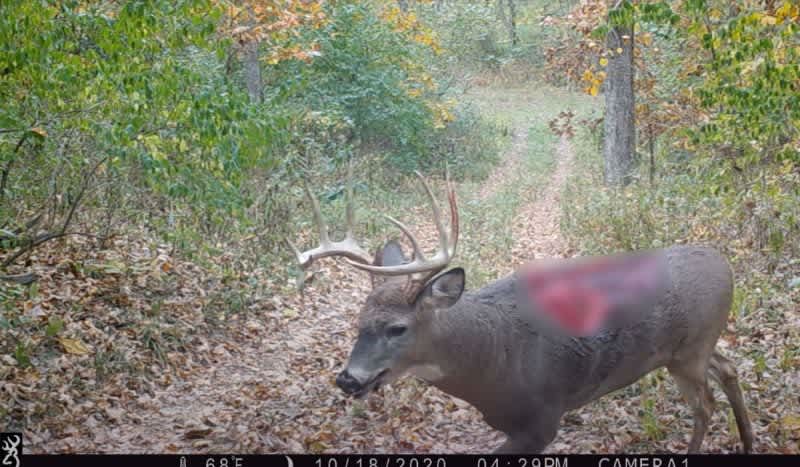 This Whitetail’s Gruesome Injury has Baffled the Internet