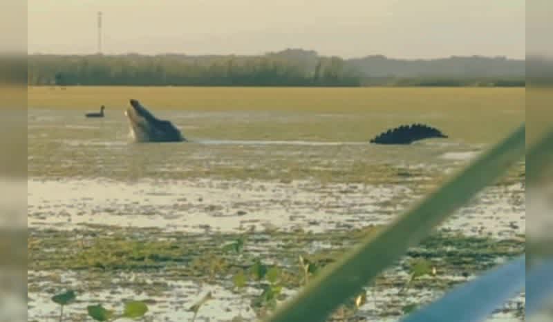 Duck Hunters Film Dinosaur-Size Alligator Stealing Ducks Off the Water