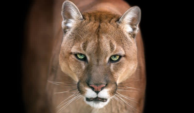 ‘Close Enough I Could See its Eyes Were Blue-Green’ – Female Hunter Films Intense Standoff Between a Mountain Lion