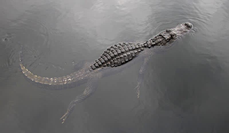 Two Florida Men Hunt Alligator Weighing More Than 1,000 Pounds