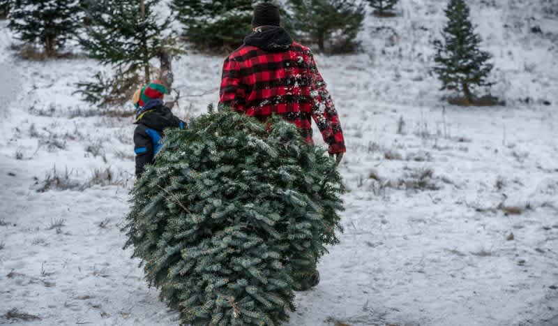 Tricks & Tips for Cutting Down Your Own Christmas Tree