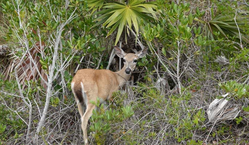 Florida Fish and Wildlife Push Further Restrictions to Prevent Spread of Chronic Wasting Disease