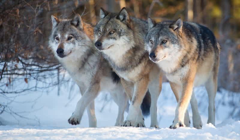 Watch: Idaho Wolf Pack Filmed Running Along Snowy Highway