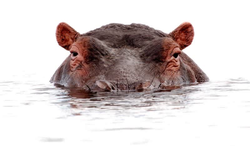 So You Want a Hippopotamus for Christmas? Think Again – Man Mauled to Death by ‘Pet’ Hippo He Described as ‘Like a Son’