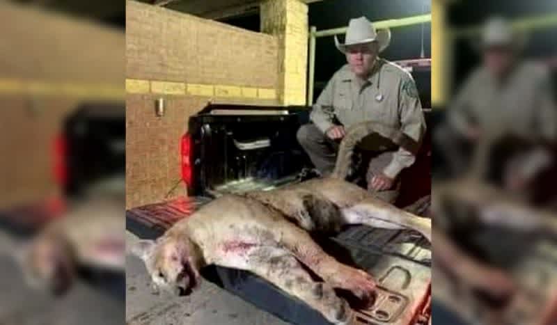 Mountain Lion Killed in North Texas Likely Same Animal Spotted in Rowlett, Princeton, Wildlife Officials Say
