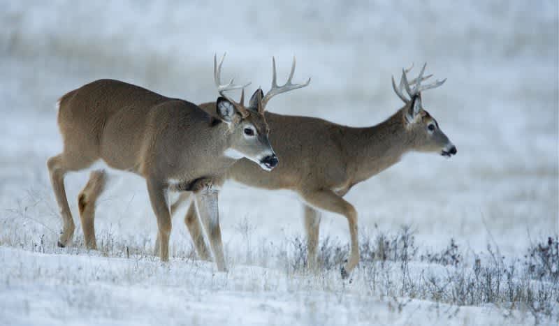 Ohio Confirms First CWD Case in Wild Whitetail Deer