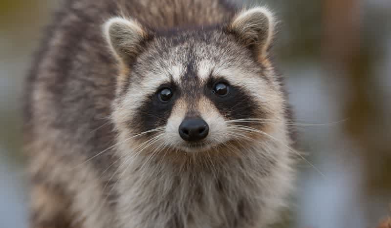 Watch This Raccoon Browse for Deals at Best Buy in Toronto